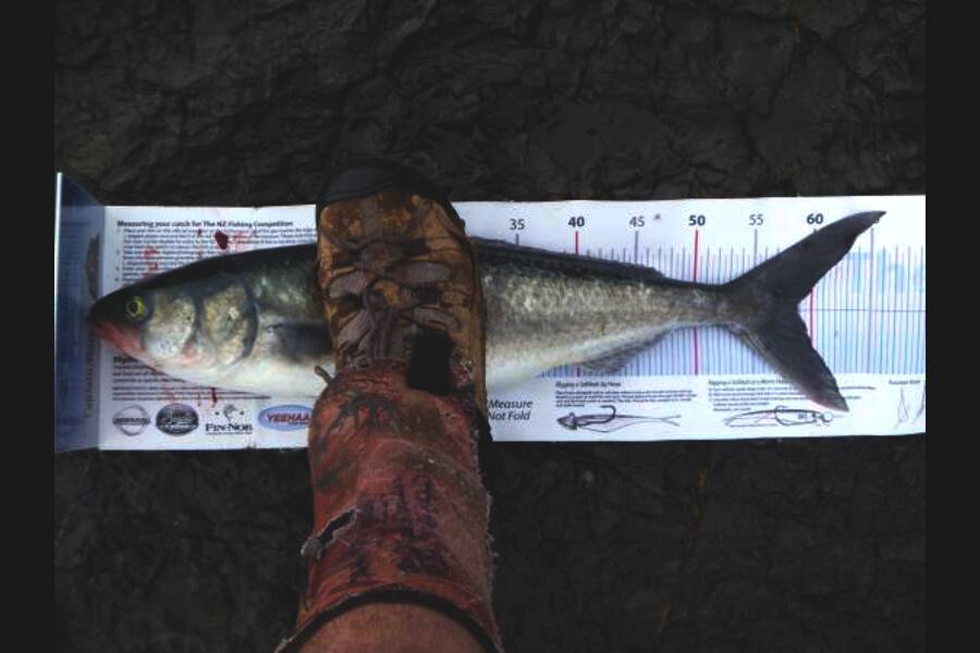 Owen Wills caught this 58.5cm Kahawai at coromandel during The Export NZ Fishing Competition