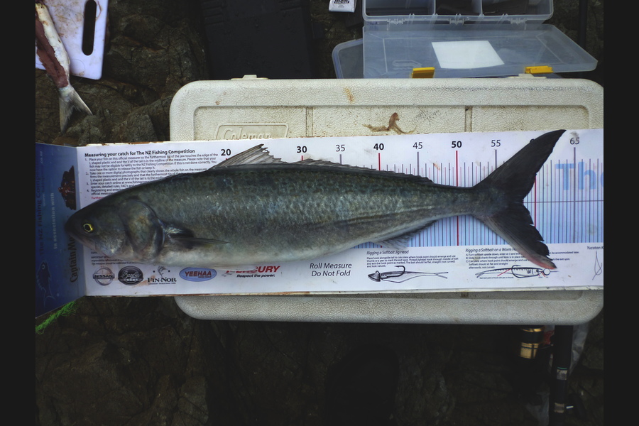 Troy McCallum caught this 58.5cm Kahawai at Coromandel during The Export NZ Fishing Competition