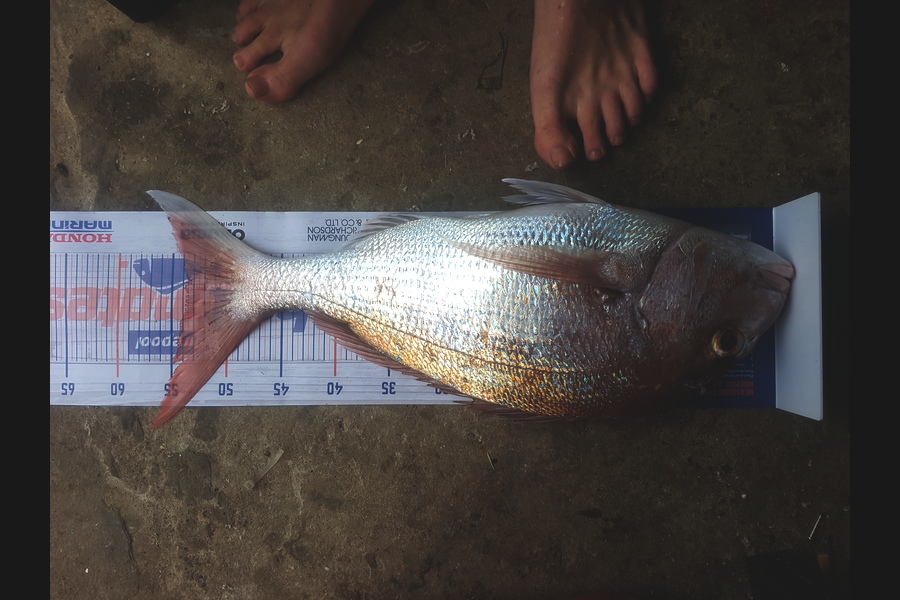Tayler Flavell caught this 53.5cm Snapper at Waitemata harbour during The Export NZ Fishing Competition
