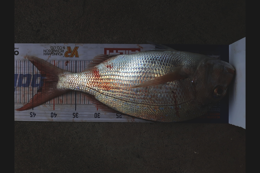 Shane Mehana caught this 42.5cm Snapper at Manukau during The Export NZ Fishing Competition