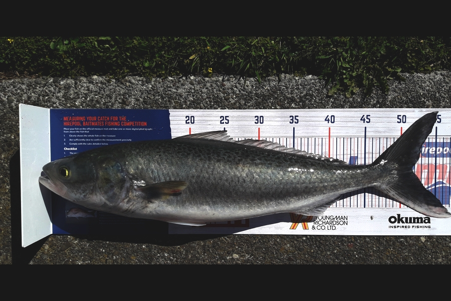 Clayton Hancock caught this 51.5cm Kahawai at manawatu coast during The Export NZ Fishing Competition