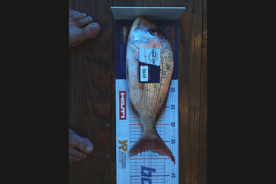 Ben  Macleman  caught this 37.5cm Snapper at Whakatane  during The Export NZ Fishing Competition
