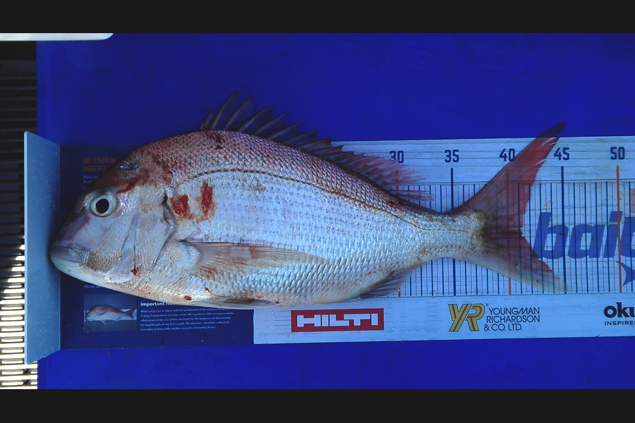 Mathew Goodall caught this 41.0cm Snapper at Raglan during The Export NZ Fishing Competition