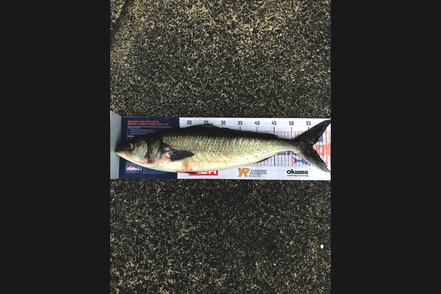 Matthew Charles caught this 56.0cm Kahawai at Whangaparaoa  during The Export NZ Fishing Competition