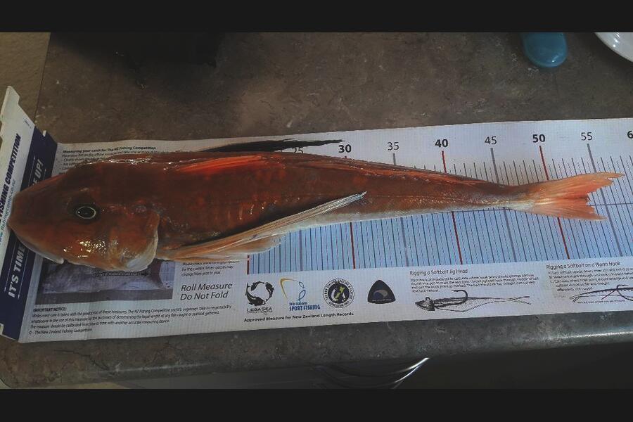 Jeff Holden caught this 53.0cm Gurnard at Delaware Bay during The Export NZ Fishing Competition