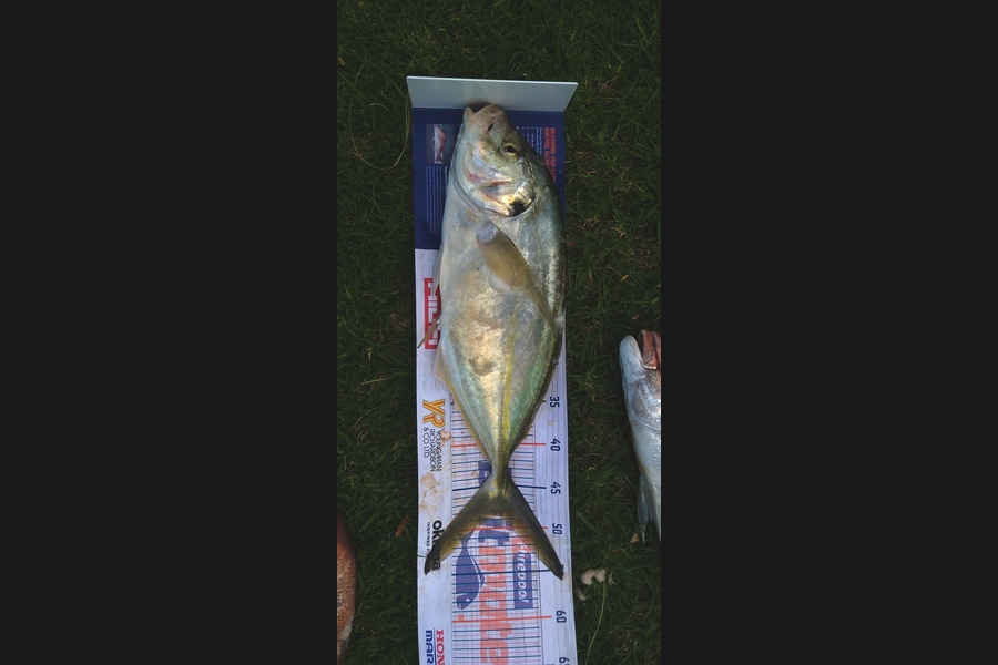 William Askham caught this 48.5cm Trevally at Firth of Thames during The Export NZ Fishing Competition