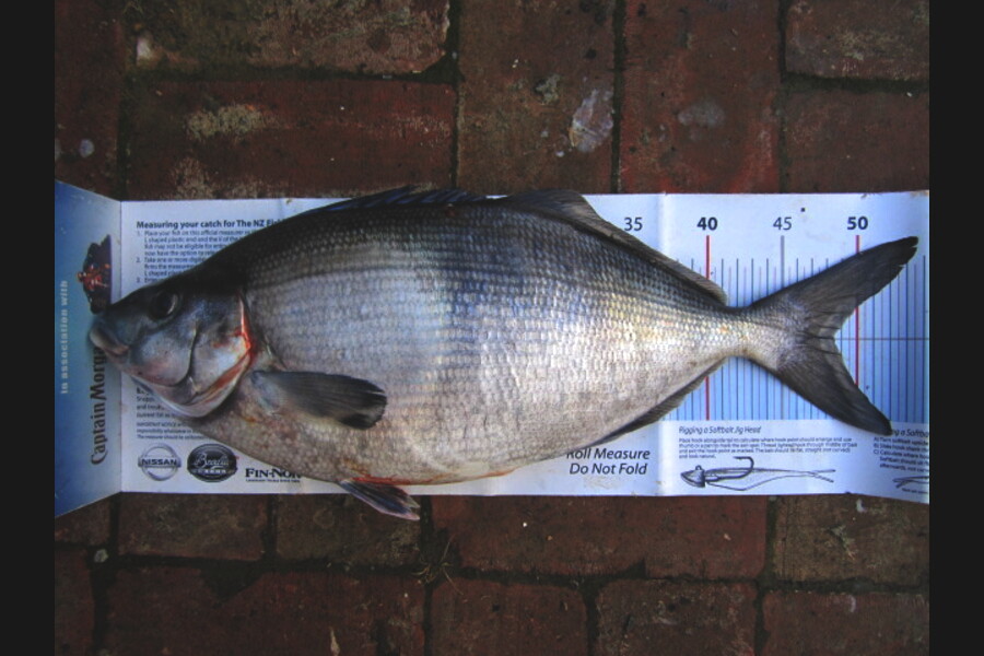 Ollie Gale caught this 48.5cm Blue Moki at Banks Penninsula during The Export NZ Fishing Competition