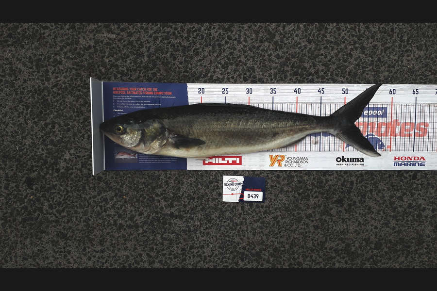 Lewis  Bristowe caught this 52.0cm Kahawai at Inner Hauraki Gulf during The Export NZ Fishing Competition