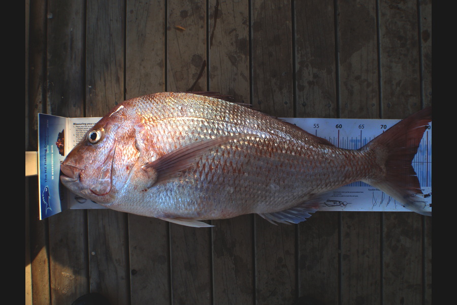 Mick Preston caught this 76.5cm Snapper at Mokau during The Export NZ Fishing Competition