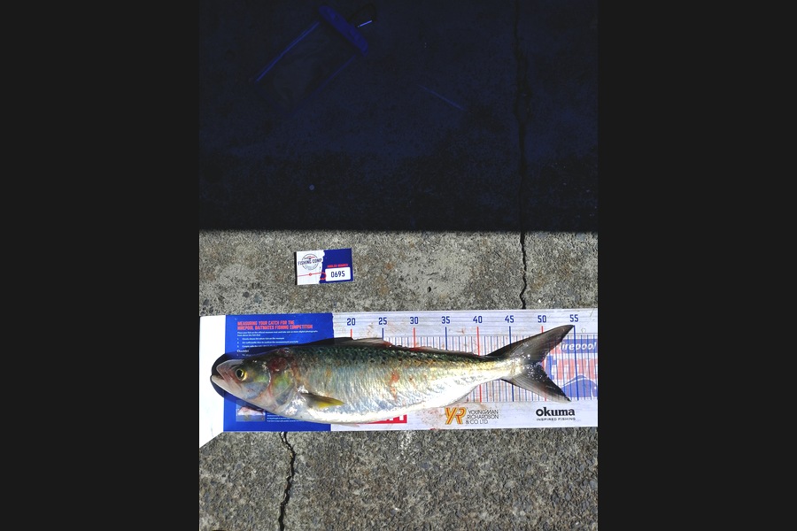 Andre Zowitzkey caught this 49.0cm Kahawai at Kaipara  during The Export NZ Fishing Competition