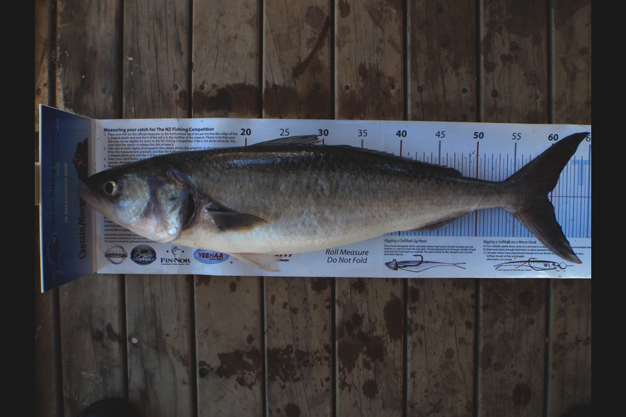 Mick Preston caught this 59.5cm Kahawai at Mokau during The Export NZ Fishing Competition