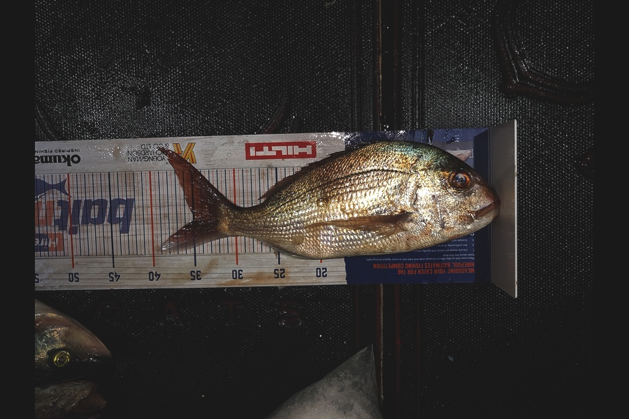 Liam McNamara caught this 35.0cm Snapper at Barrier during The Export NZ Fishing Competition