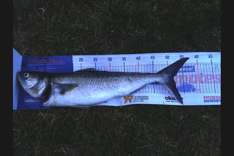 Dennis Body caught this 51.0cm Kahawai at Coopers beach during The Export NZ Fishing Competition
