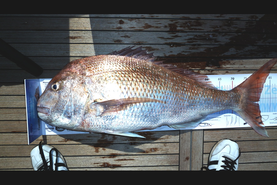 Jason Manson caught this 81.0cm Snapper at Tasman Bay during The Export NZ Fishing Competition