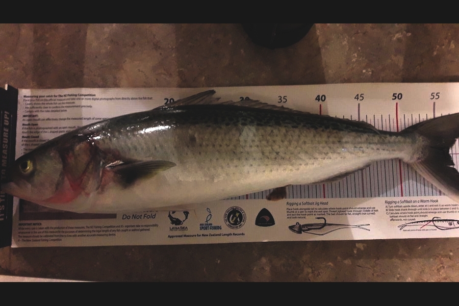 Jeff Holden caught this 56.5cm Kahawai at Croiselles Harbour during The Export NZ Fishing Competition