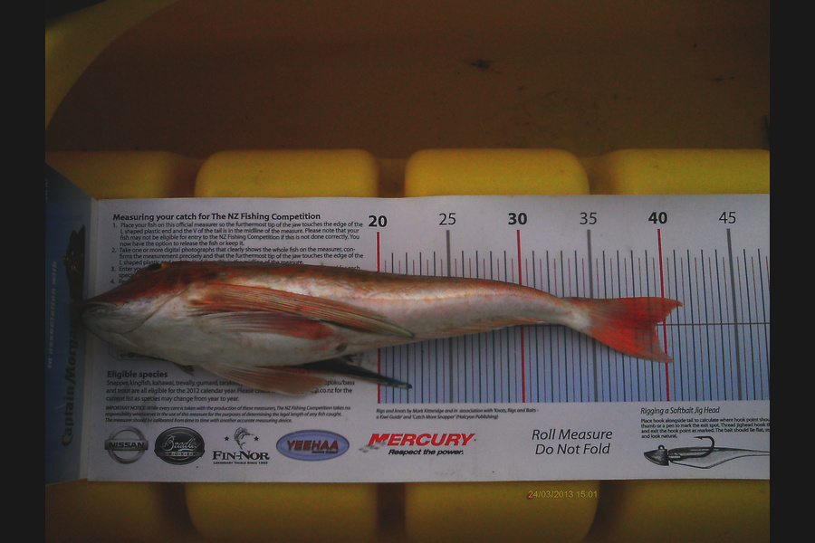 Jeff Holden caught this 39.0cm Gurnard at Cable Bay Nelson during The Export NZ Fishing Competition