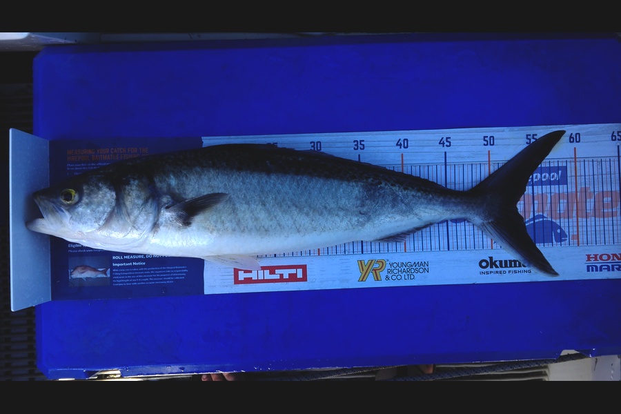 Mathew Goodall caught this 53.0cm Kahawai at Raglan during The Export NZ Fishing Competition