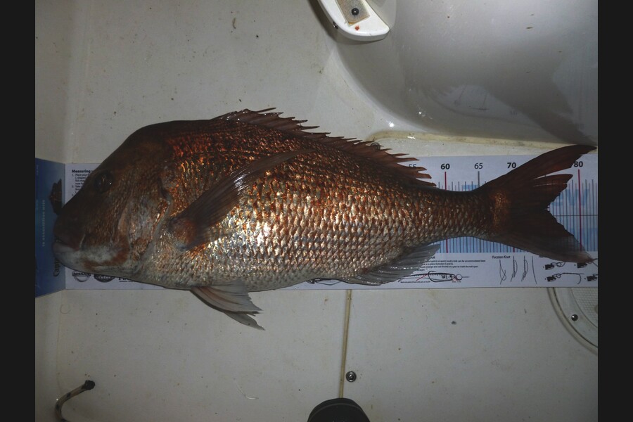 Dave Adams caught this 75.0cm Snapper at Kawau during The Export NZ Fishing Competition