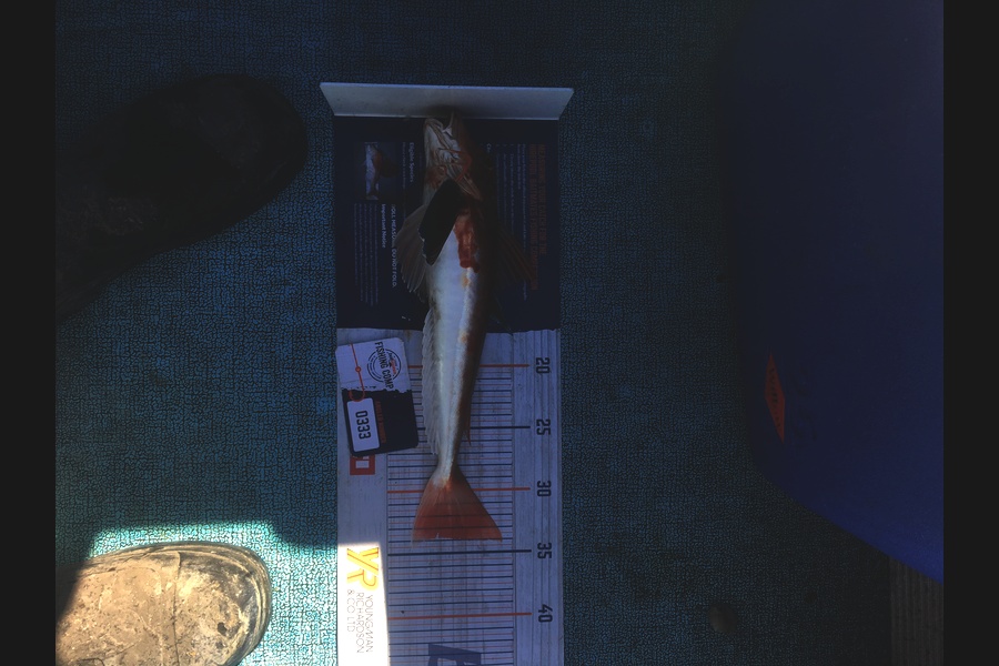 Connah Coulson caught this 33.5cm Gurnard at Wellington Harbour  during The Export NZ Fishing Competition