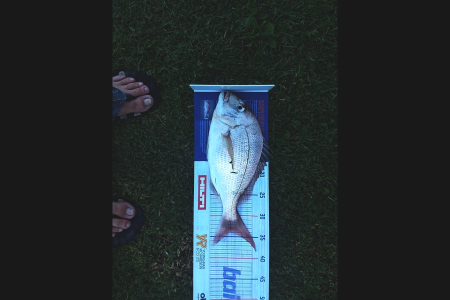 Darren  Lindsay  caught this 34.0cm Snapper at The Naki during The Export NZ Fishing Competition