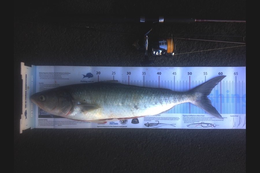 Stephen Hart  caught this 55.5cm Kahawai at Mount Maunganui during The Export NZ Fishing Competition