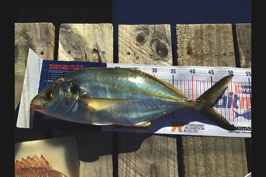 Thomas Kitchingman  caught this 45.0cm Trevally at Matakana Island  during The Export NZ Fishing Competition