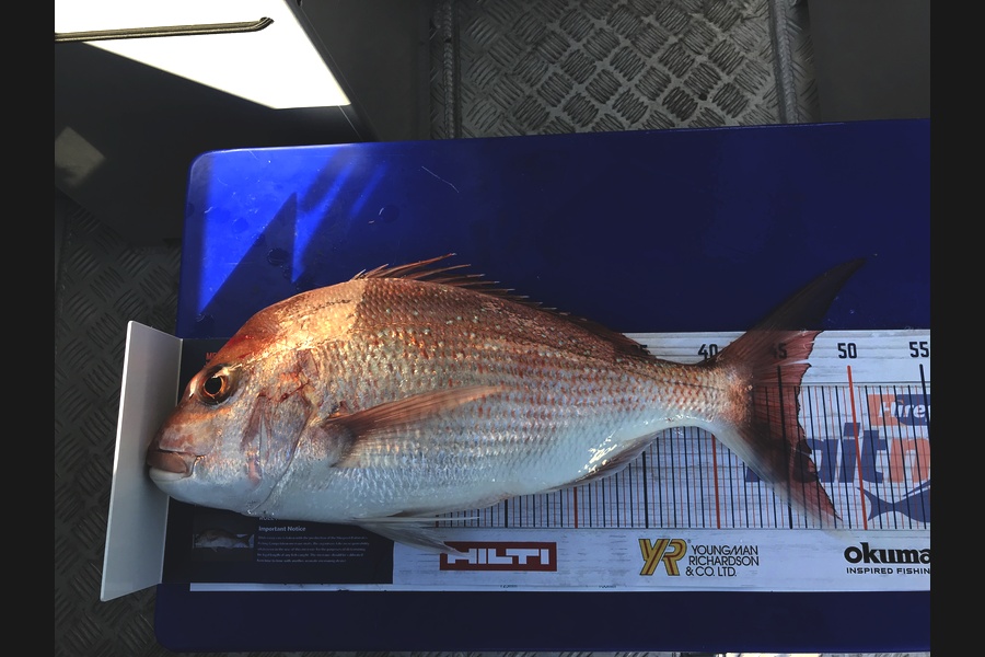 Bob Lewis caught this 46.0cm Snapper at Tauranga during The Export NZ Fishing Competition