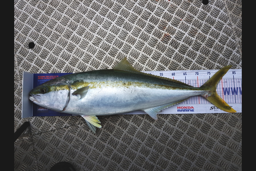 Brett Rigby caught this 77.0cm Kingfish at Hawkes Bay during The Export NZ Fishing Competition