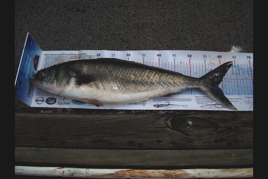 Richard Doughty caught this 58.50cm Kahawai at Noises during The Export NZ Fishing Competition