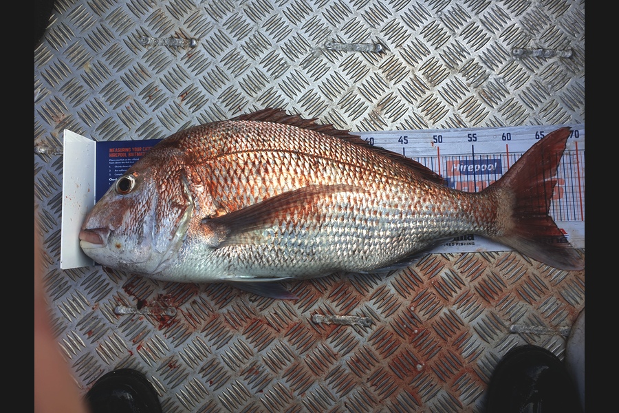Dean Cameron caught this 65.0cm Snapper at Taranaki  during The Export NZ Fishing Competition