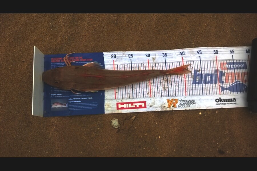 Dennis Body caught this 40.0cm Gurnard at Matauri during The Export NZ Fishing Competition