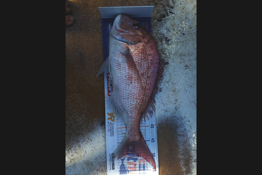 DARYL UDY caught this 49.0cm Snapper at Kapiti coast during The Export NZ Fishing Competition