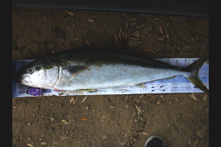 Troy McCallum caught this 102.5cm Kingfish at Coromandel during The Export NZ Fishing Competition