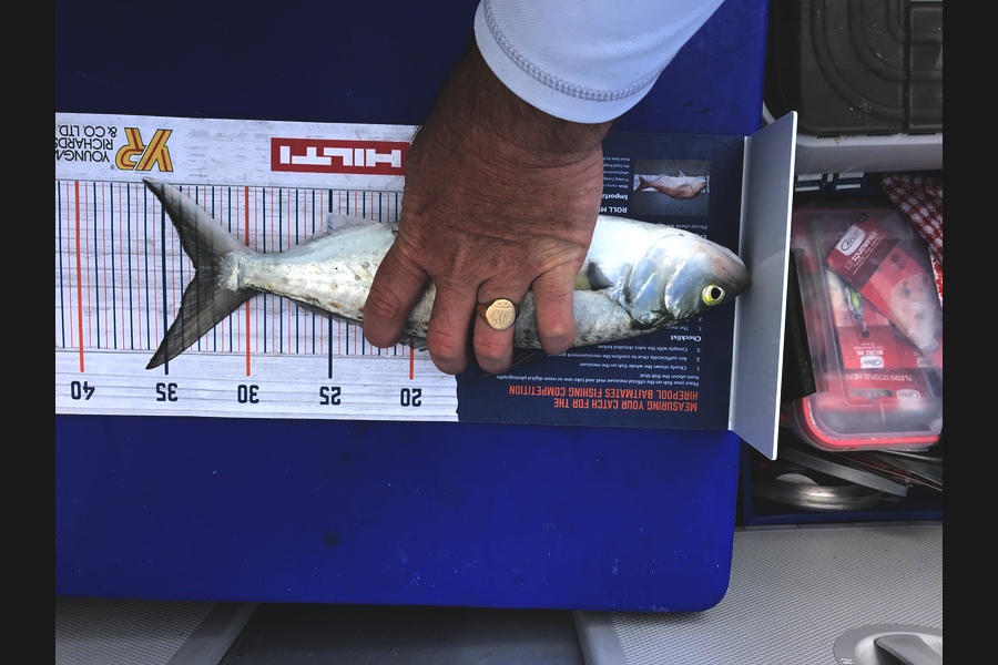 Johnathan Pearce caught this 33.0cm Kahawai at Waiheke mussel farm ish during The Export NZ Fishing Competition