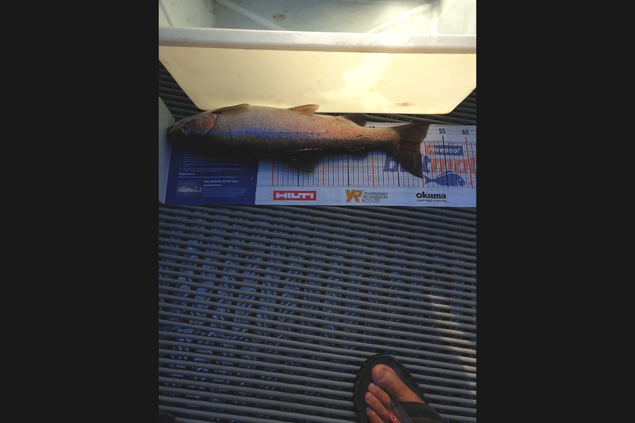 Richard Gardiner caught this 49.5cm Trout at Taupo during The Export NZ Fishing Competition
