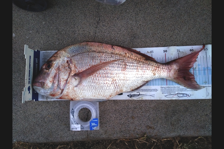 Michael Brown caught this 58.0cm Snapper at Bop during The Export NZ Fishing Competition