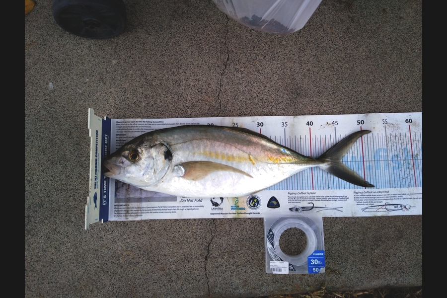 Michael Brown caught this 45.5cm Trevally at Bop during The Export NZ Fishing Competition
