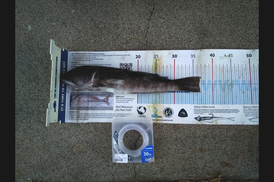 Michael Brown caught this 36.5cm Blue Cod at Bop during The Export NZ Fishing Competition