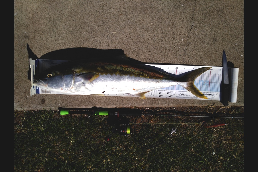 Michael Brown caught this 91.0cm Kingfish at Bop during The Export NZ Fishing Competition
