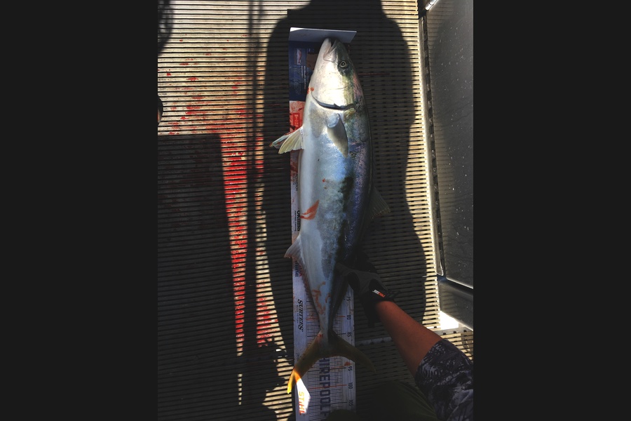 Ricky  WiRepa caught this 91.5cm Kingfish at Marlborough  during The Export NZ Fishing Competition