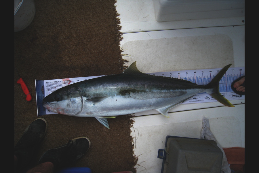 Dean Saunders caught this 105.0cm Kingfish at kapiti during The Export NZ Fishing Competition