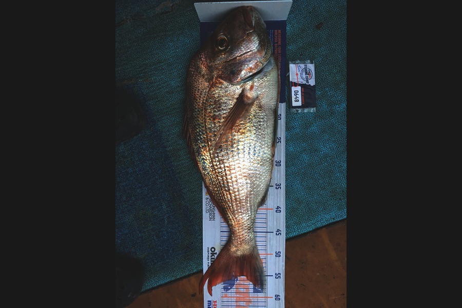 Jim Waerea caught this 55.0cm Snapper at Thames Firth mussell farms during The Export NZ Fishing Competition