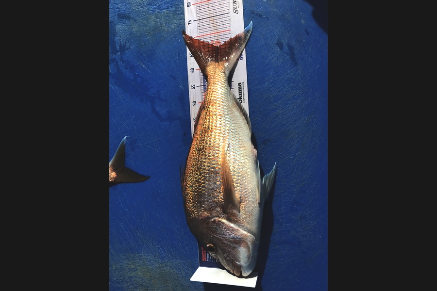 Josiah  Logan  caught this 65.5cm Snapper at Waiheke  during The Export NZ Fishing Competition