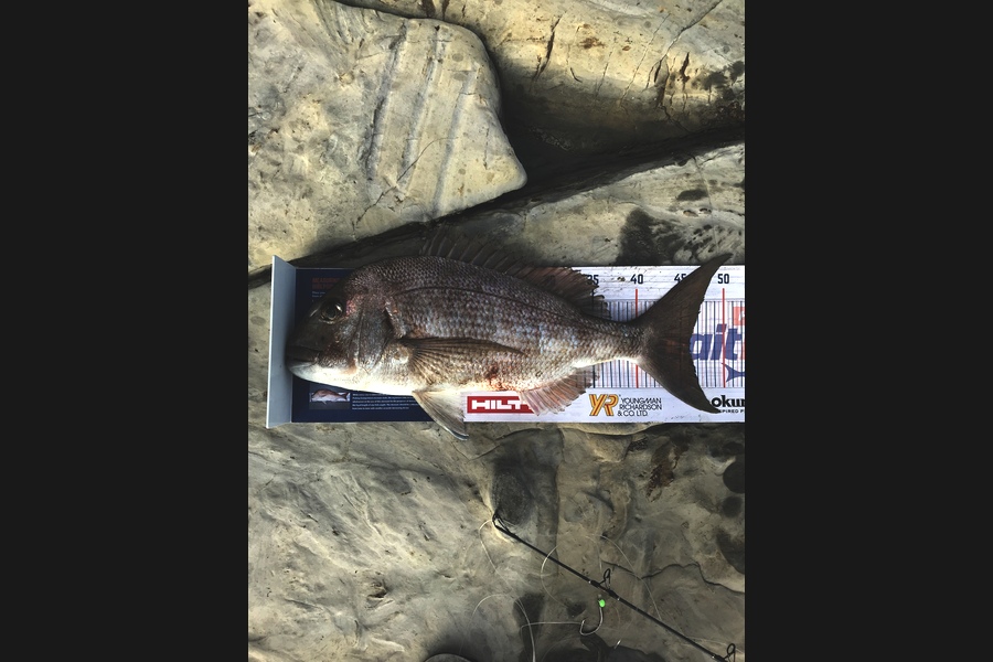 Matthew Charles caught this 46.0cm Snapper at Bream tail  during The Export NZ Fishing Competition