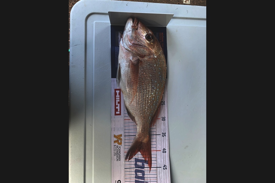 Anthony  Thysse  caught this 40.0cm Snapper at Noises during The Export NZ Fishing Competition