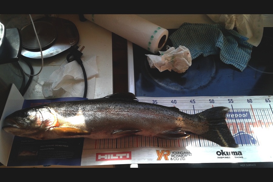 AARON ROBB caught this 52cm Trout at Paradise Valley stream  during The Export NZ Fishing Competition