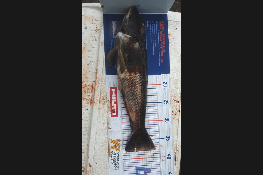 Steve  Garron caught this 38.0cm Blue Cod at Foveaux straight during The Export NZ Fishing Competition