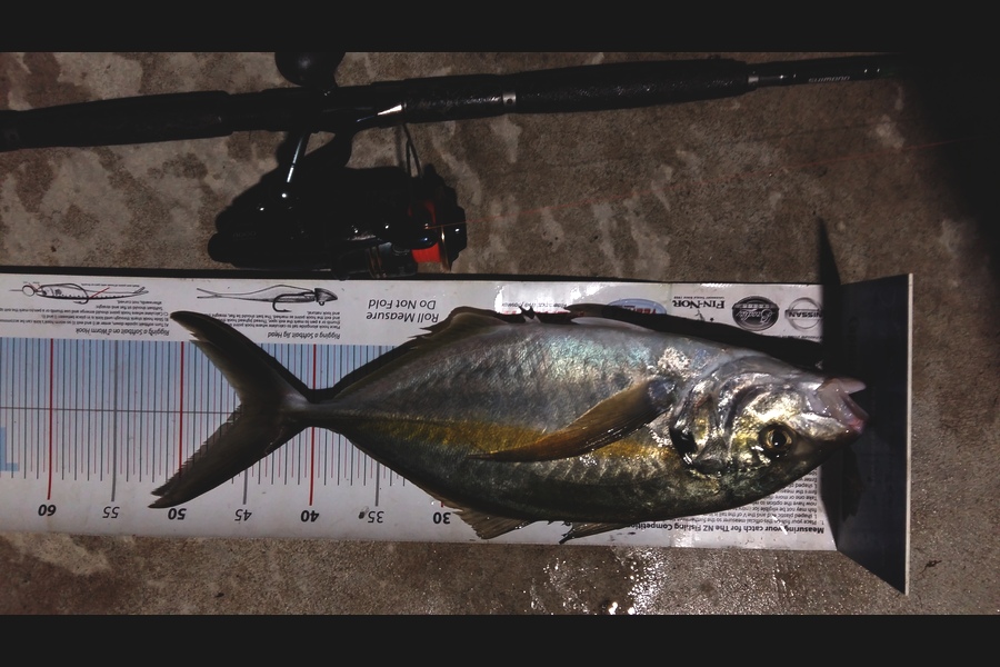 Graeme Mckay caught this 45.5cm Trevally at Whakatane during The Export NZ Fishing Competition