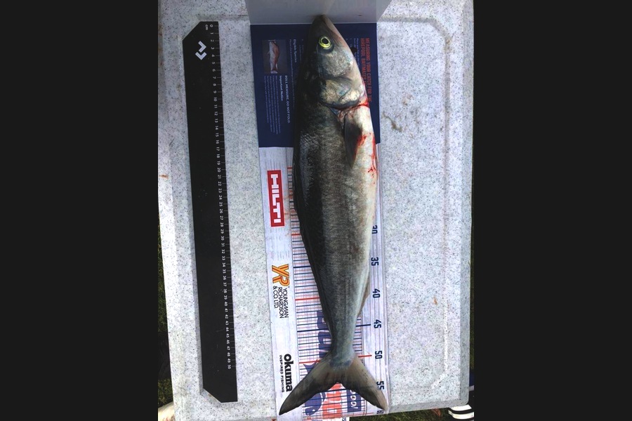 Nina Andrews caught this 54.0cm Kahawai at Coromandel during The Export NZ Fishing Competition