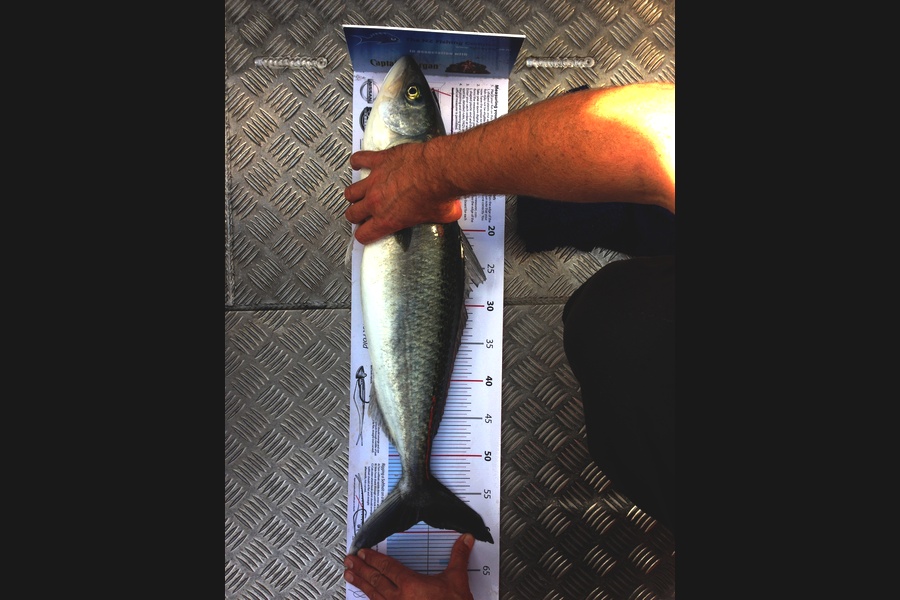 Lisa Bradbury caught this 58.5cm Kahawai at Hauraki Gulf during The Export NZ Fishing Competition